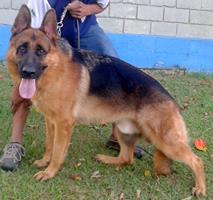 Nembla -  Adestradores de ces em Nova Lima - Canis para Ces - Nova Lima