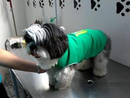 Veterinria 24 horas na Cidade Nova BH